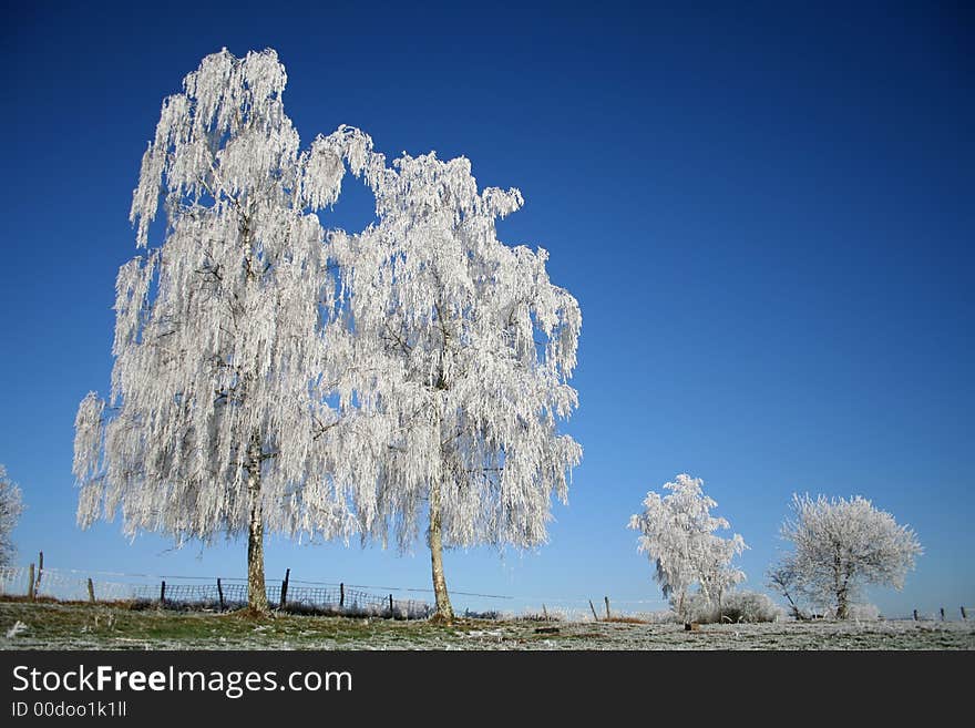 Frozen trees on blue sky background. Frozen trees on blue sky background