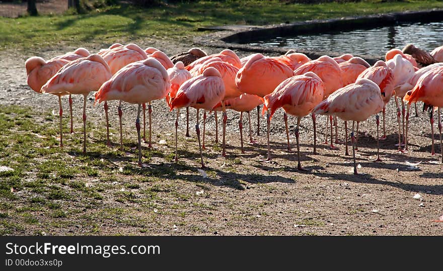 Pink Flamingo near the pond