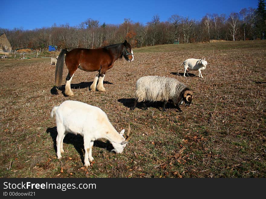 Farm family, horse, ram and goats. Farm family, horse, ram and goats