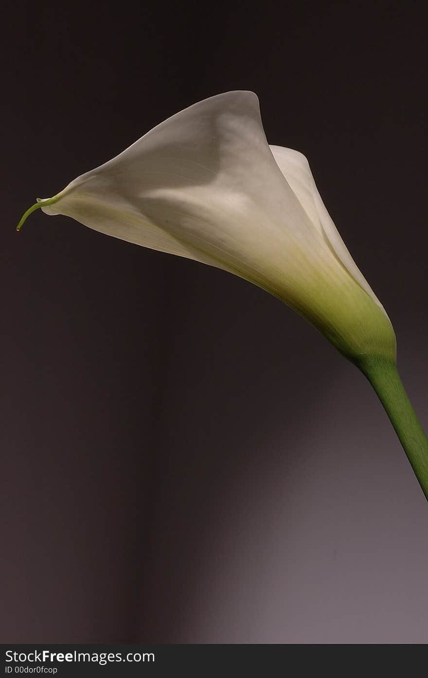 White calla lily on grey background