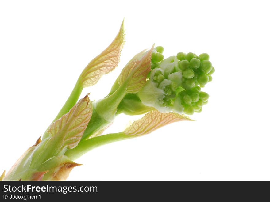 Fresh bud on light box