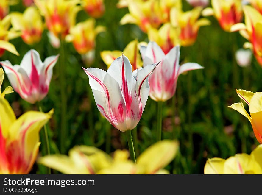 Meadows of white and yellow tulips