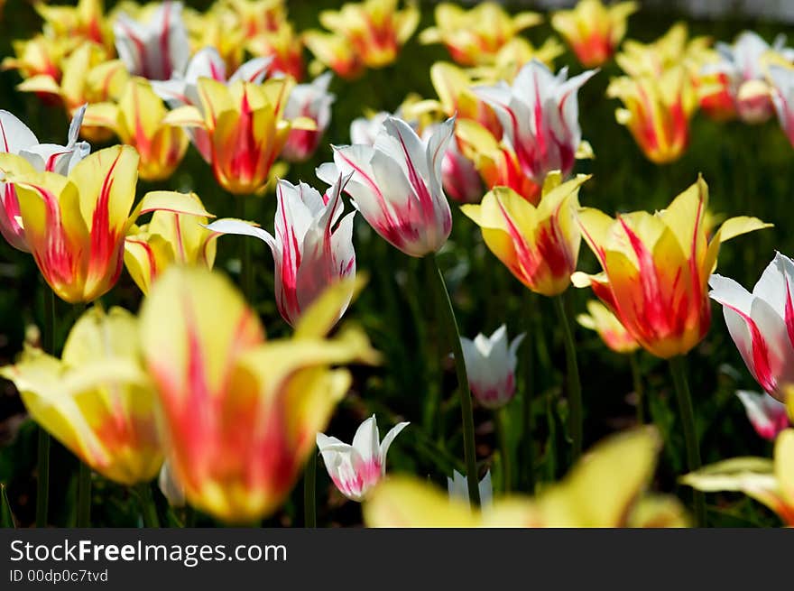 Meadows of white and yellow tulips