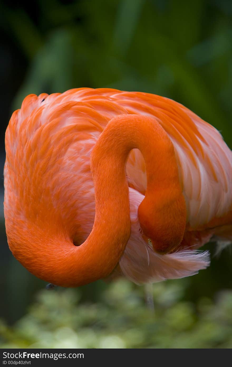 Shot of a flamingo's neck in a curved position.