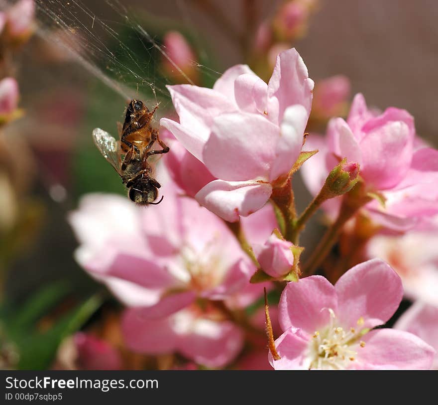 Honeybee In Spider s Web