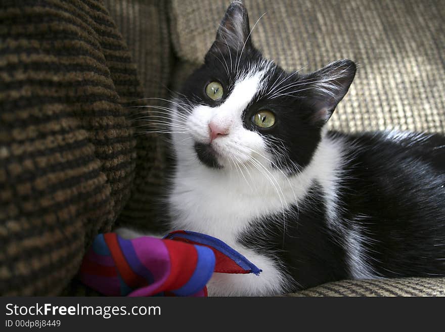 Black/white cat with silk scarf. Black/white cat with silk scarf