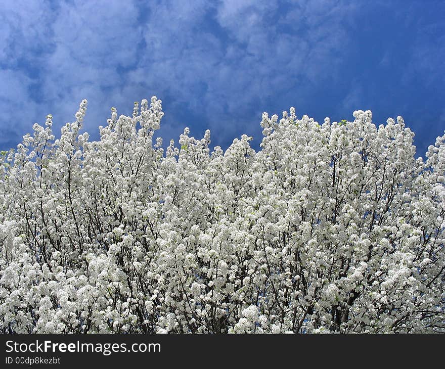 Pear blossoms against a blue sky and clouds. Pear blossoms against a blue sky and clouds.