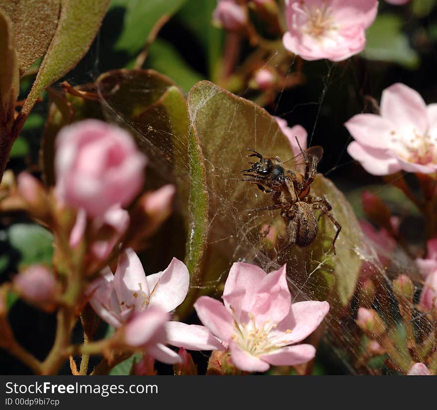 Spider Kills Honeybee