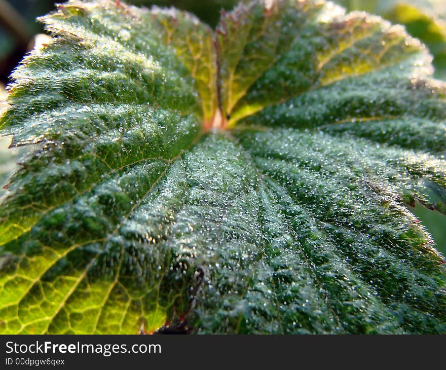 The first spring sunshine falling on a plant. The first spring sunshine falling on a plant