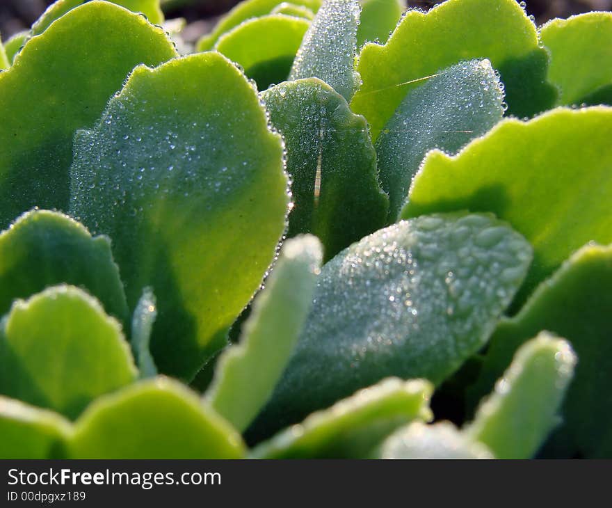 The first spring sunshine falling on plants. The first spring sunshine falling on plants