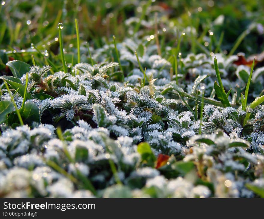 The first spring morning sunshine falling on the grass. The first spring morning sunshine falling on the grass