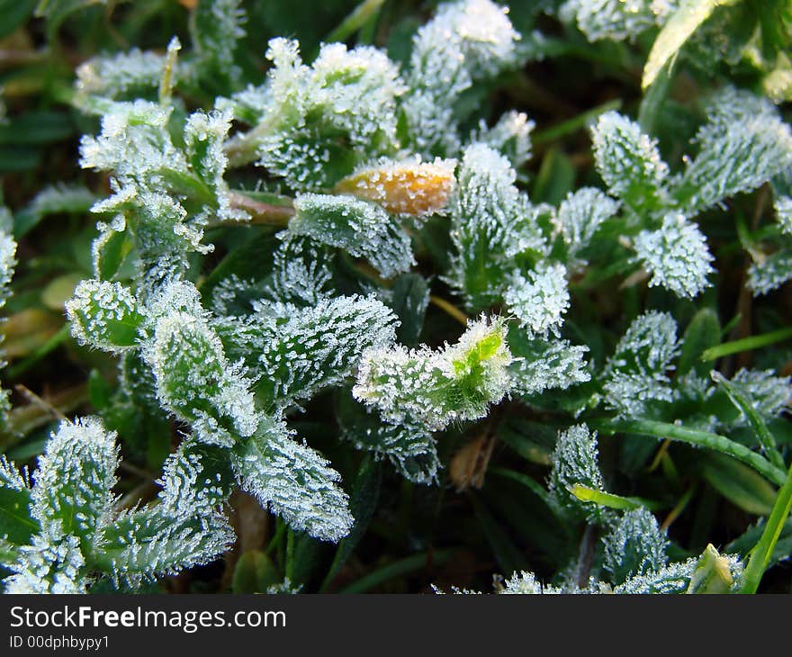 Frosty Morning