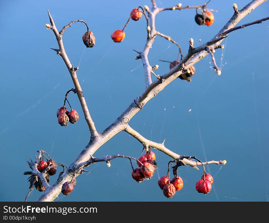 A detail of a branch with red fruits on it. A detail of a branch with red fruits on it