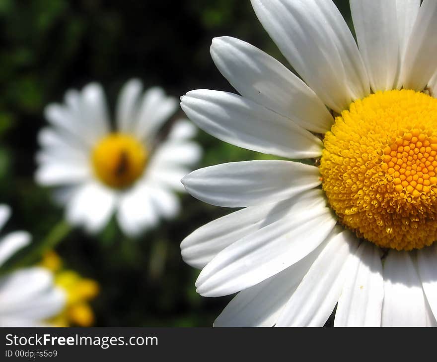 Details of a marguerite with some flowers in the background. Details of a marguerite with some flowers in the background.