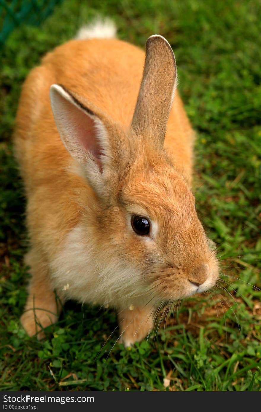 Orange rabbit on the grass, in behind schedule of summer. Orange rabbit on the grass, in behind schedule of summer.