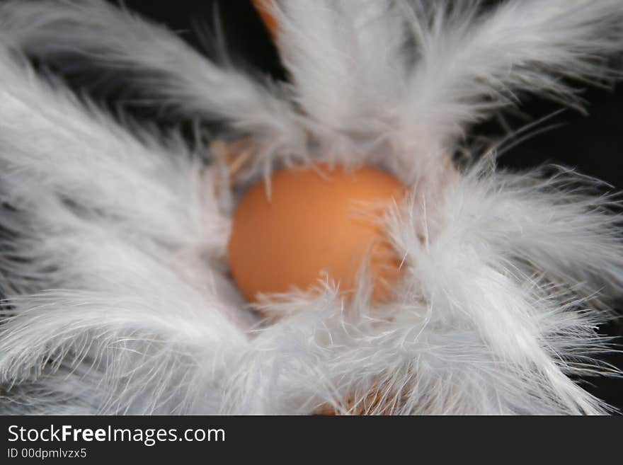 Egg And Feather