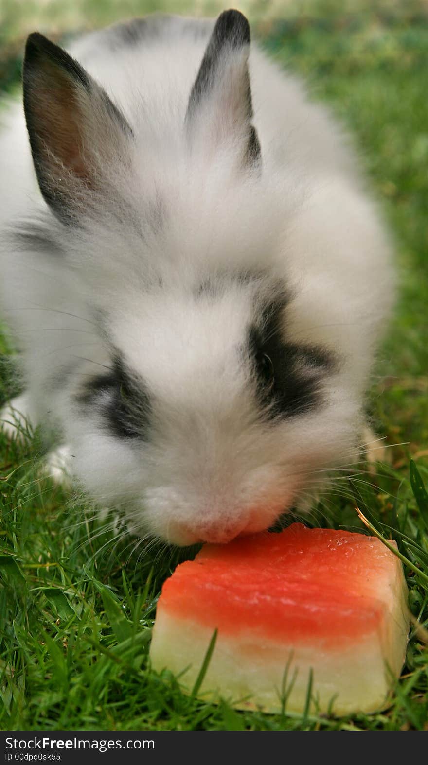 White rabbit and a watermelon piece, in behind schedule of summer. White rabbit and a watermelon piece, in behind schedule of summer.