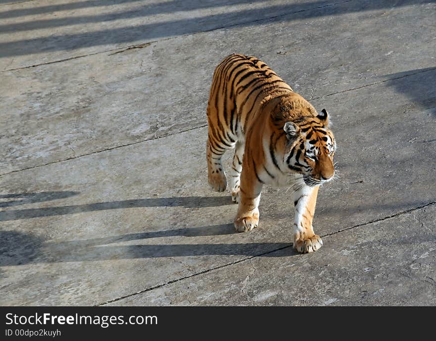 Tiger walking on the ground