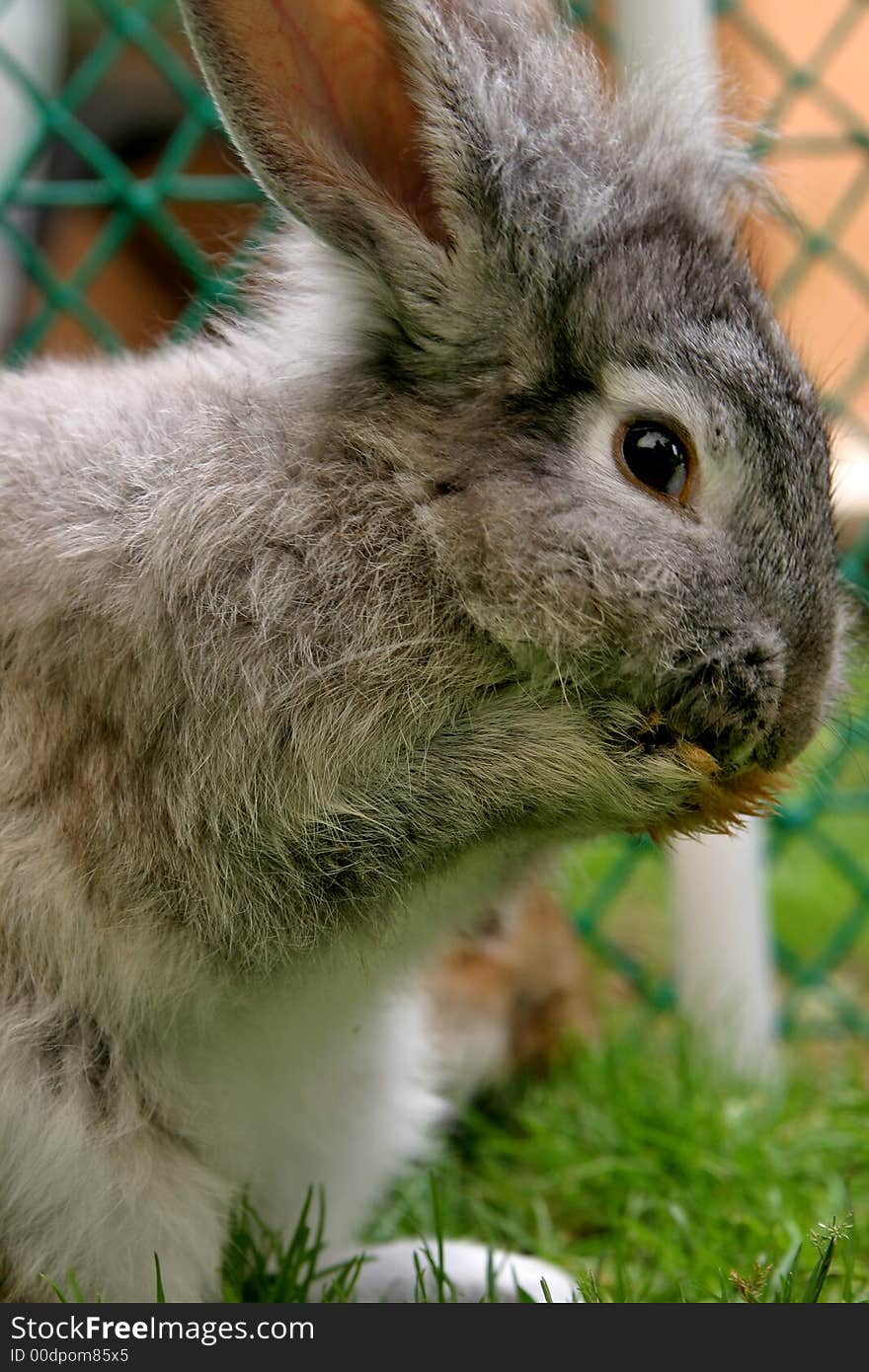 Rabbit looks attentively whilst eating a carrot. Rabbit looks attentively whilst eating a carrot.