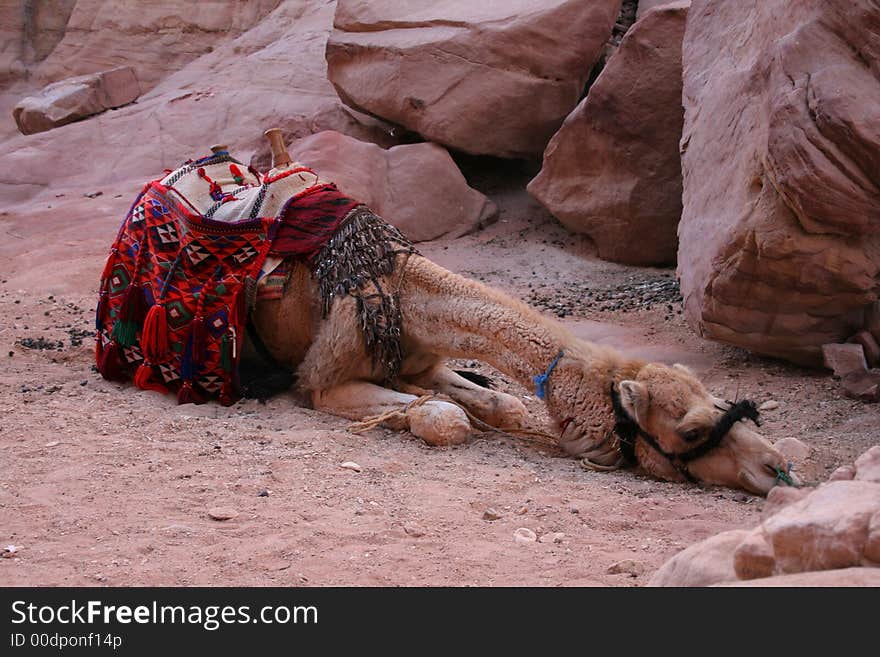 Camel Have A Rest