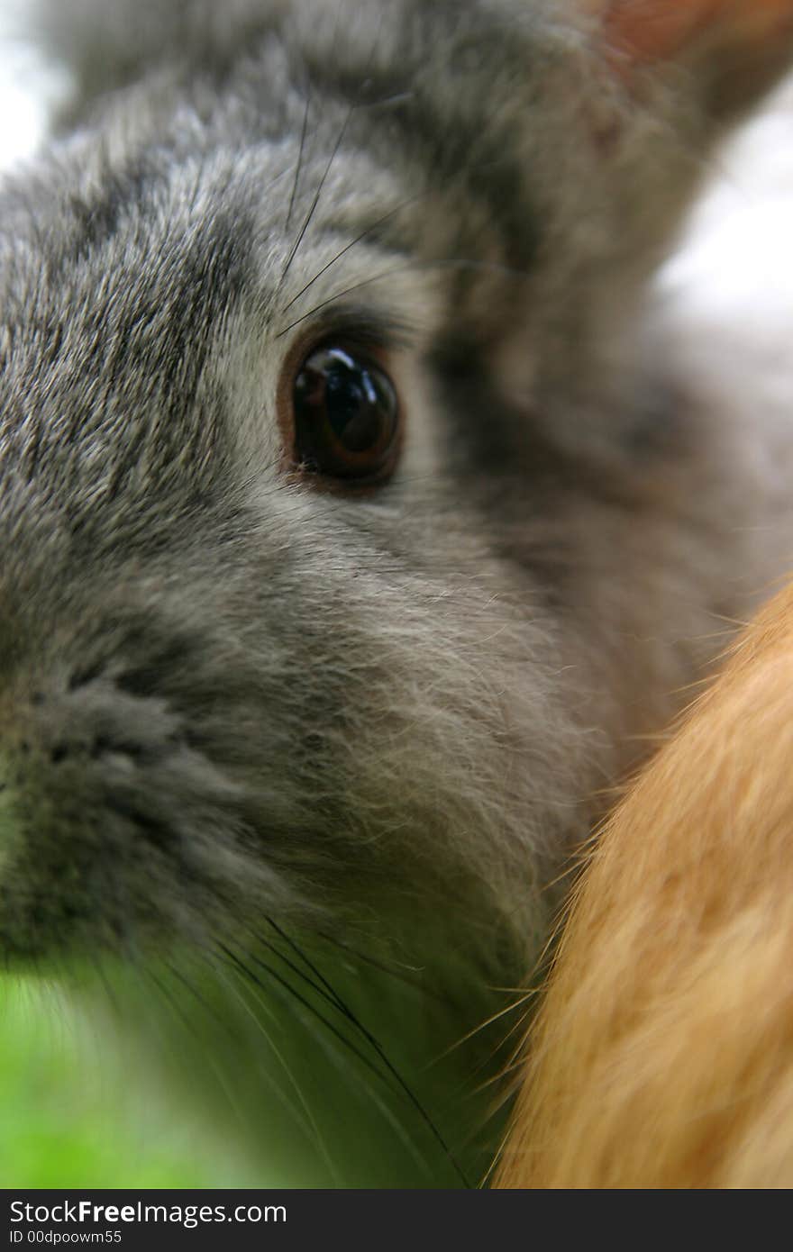 Surprised rabbit, looking curiously at the camera. Surprised rabbit, looking curiously at the camera.