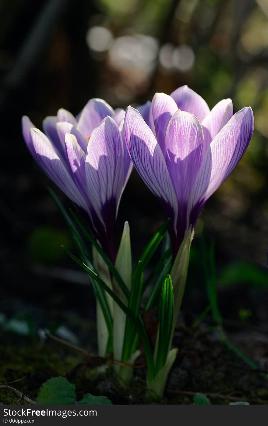 Crocus