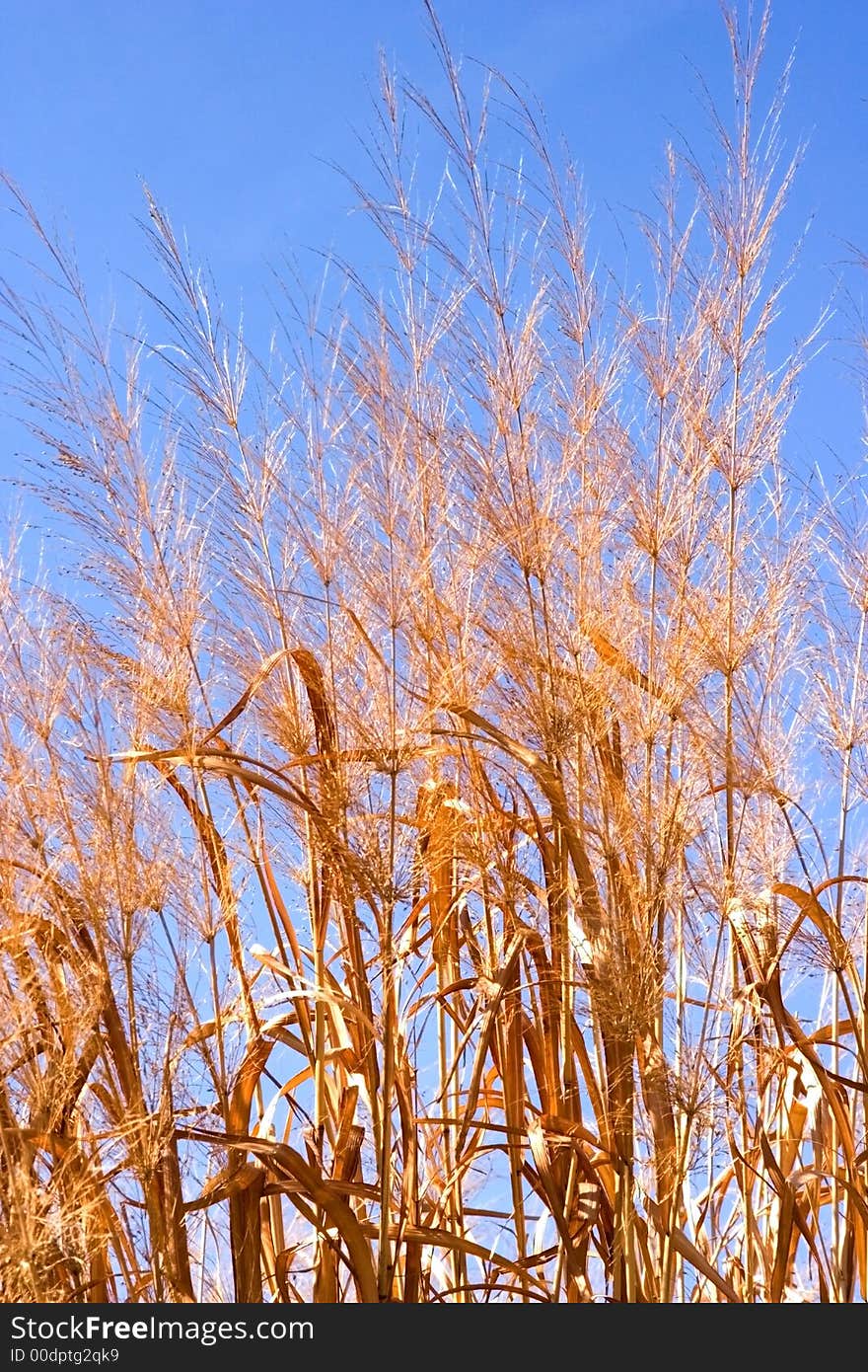 Prairie Grass