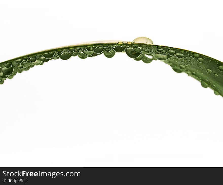 Green plant leaf after watering. Green plant leaf after watering