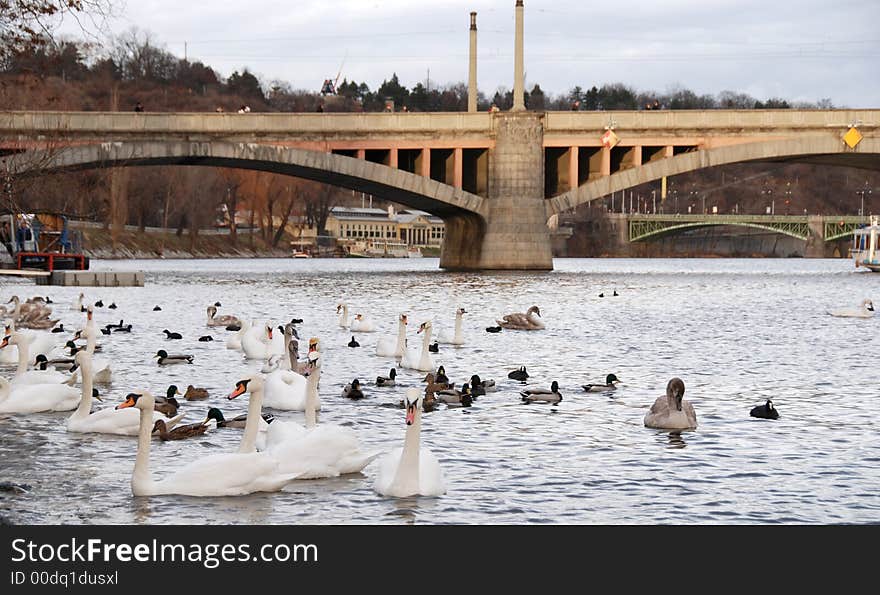 Swans On The River