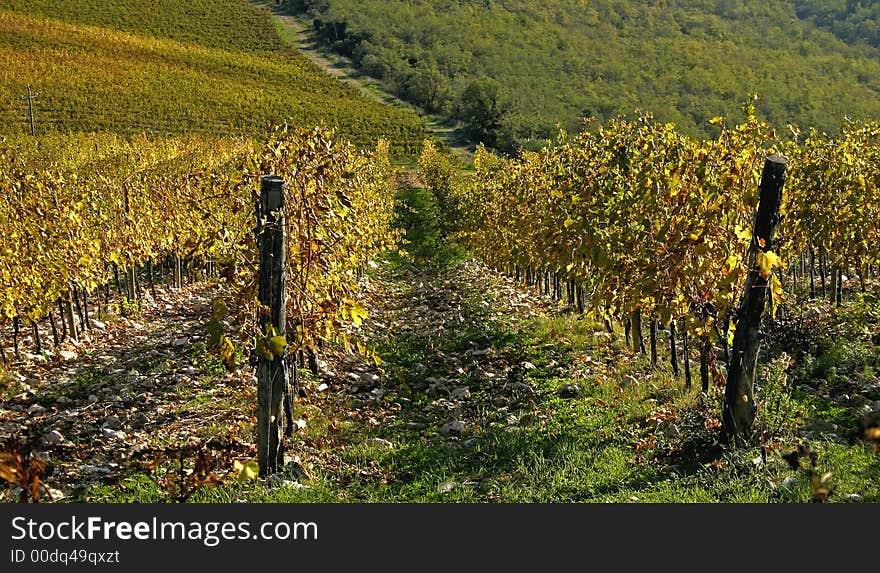 Vineyard Details