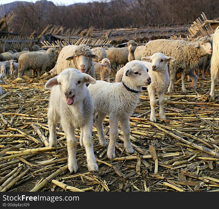 Lambs and sheep at a farm in spring. Lambs and sheep at a farm in spring