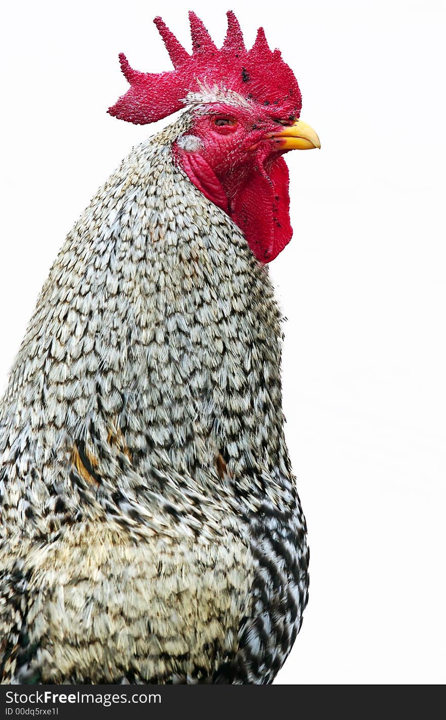 A red and grey rooster close up