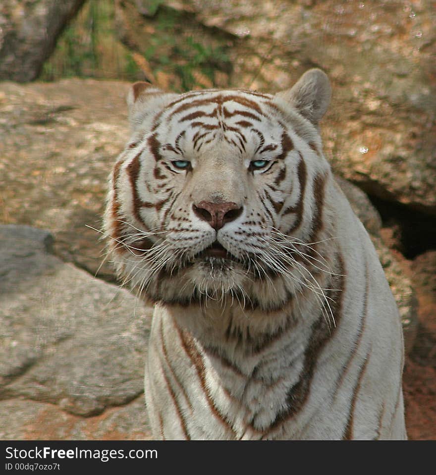 This Siberian Tiger lives in a small South Carolina Zoo. He has been featured in several movies.