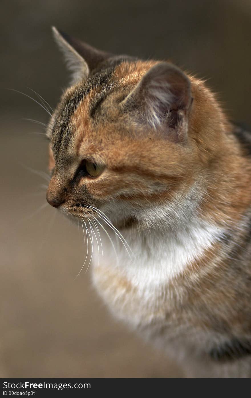 Portrait of cat with shallow depth of field. Portrait of cat with shallow depth of field.