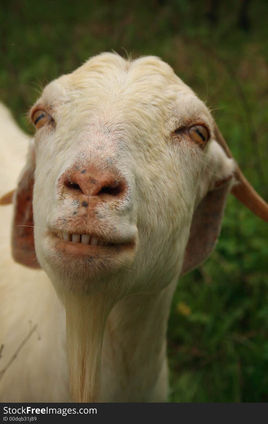 Smiling goat shows her teeth