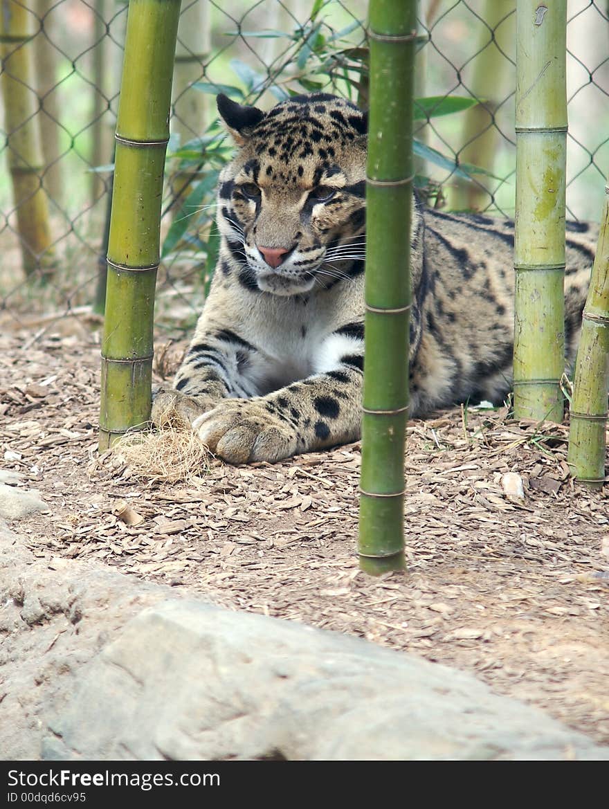 Leopard between bamboo forest lying flat