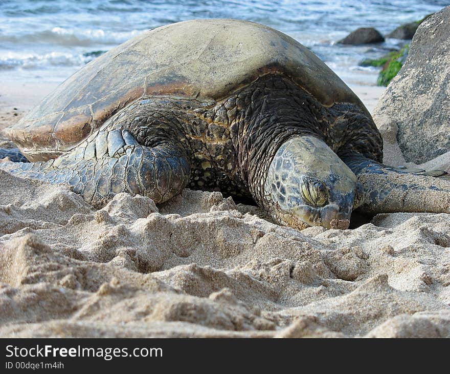 Green Sea Turtle taking a break in the warm Hawaiian Sunshine. Green Sea Turtle taking a break in the warm Hawaiian Sunshine