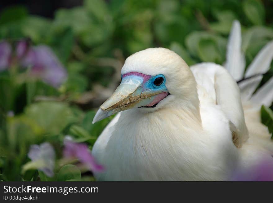 Red Footed Booby