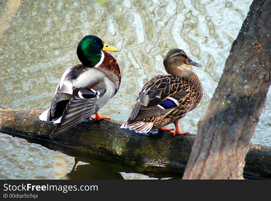 Two ducks - male and female - pondering on the branch over the Danube river, Vienna. Two ducks - male and female - pondering on the branch over the Danube river, Vienna.