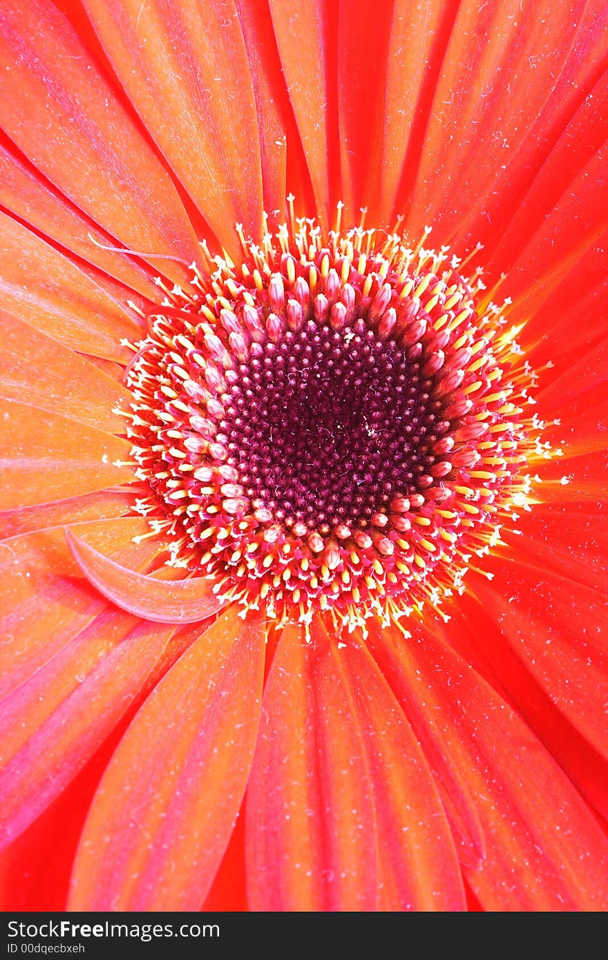 Red Flower