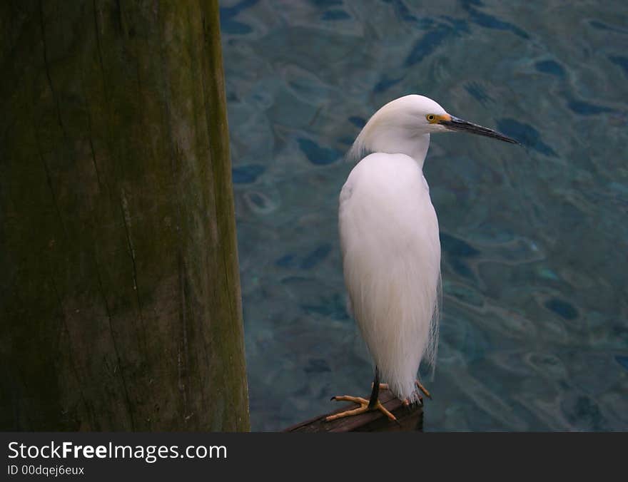 White egret on pier hunting for fish. White egret on pier hunting for fish