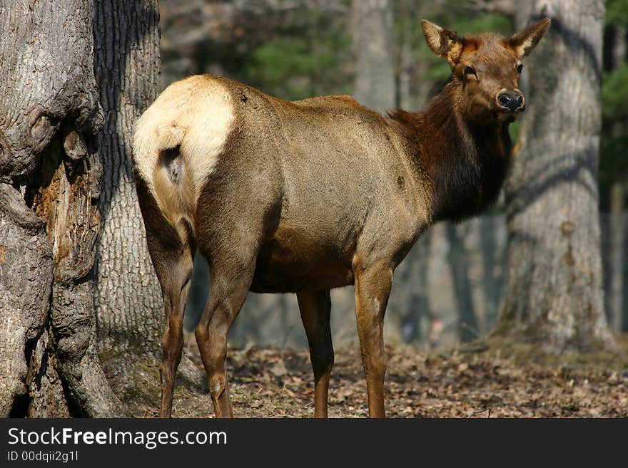 Standing Elk