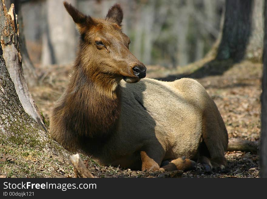 An elk relaxing in the woods. An elk relaxing in the woods.