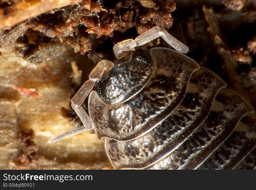 Closeup on Woodlouse (aka roly poly)