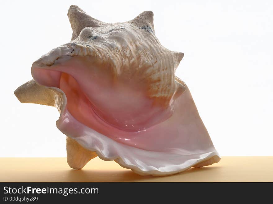 Decorative sea shell of the Red Sea. Decorative sea shell of the Red Sea