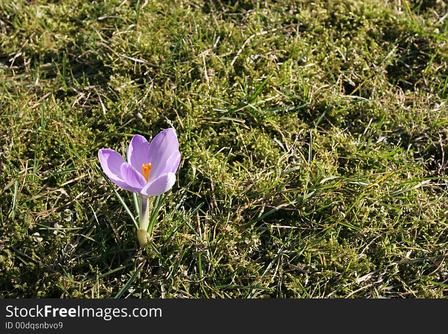 First spring flower and green grass (Crocus - Crocus longiflorus). First spring flower and green grass (Crocus - Crocus longiflorus)