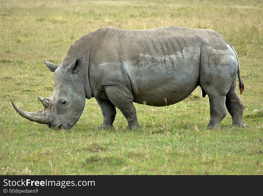 Single African rhinoceros eating grass.