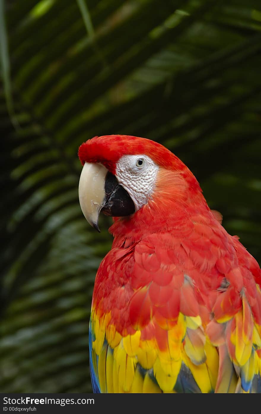 A Macaw