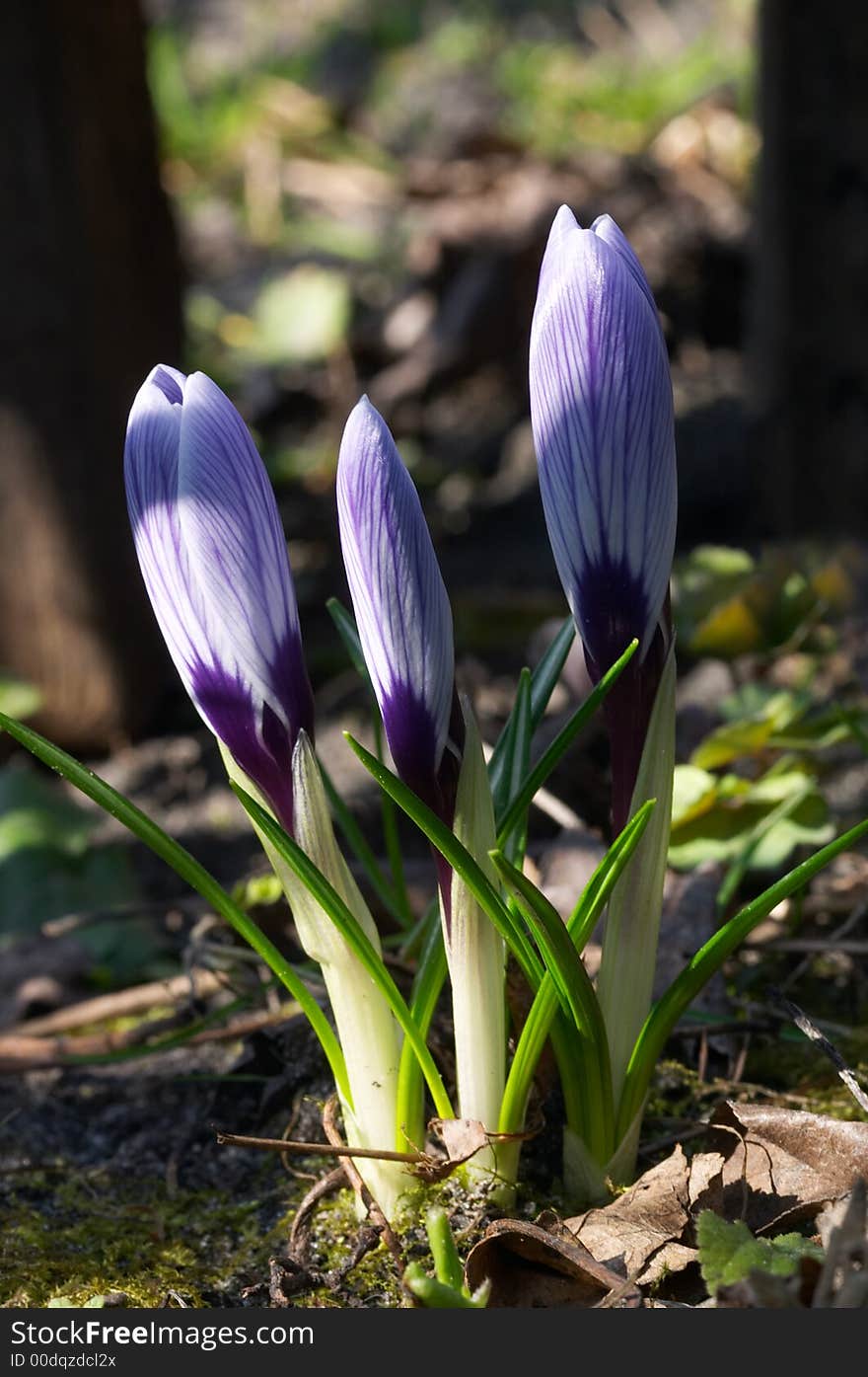 Three Crocuses