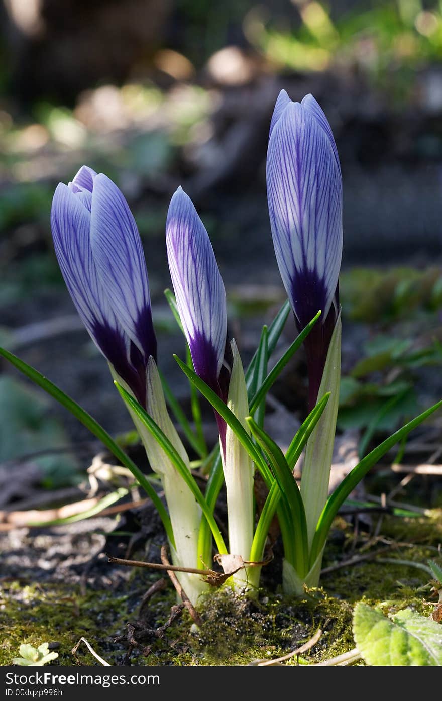 Small crocuses flowering on the sun